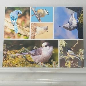 Early Spring Jays & Company Matte Finish 4.25" x 5.5" Blank Photo Note Card